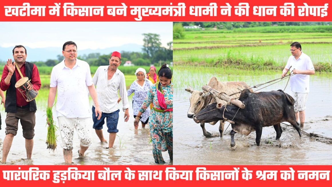 किसान बने सीएम धामी ने की धान की रोपाई, हुड़किया बौल के साथ किया किसानों के श्रम को नमन