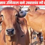 टिहरी के अनुसूइया उनियाल को बड़ी जिम्मेदारी, भारतीय गौ संसद ने बनाया उत्तराखंड गौ सांसद प्रभारी