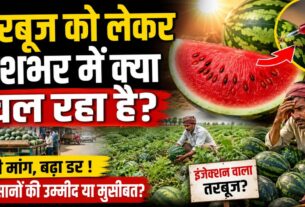 देशभर में भीषण गर्मी के बाद बढ़ी तरबूज की मांग, दाम भी बढ़े लेकिन सोशल मीडिया से बाजार में डर
