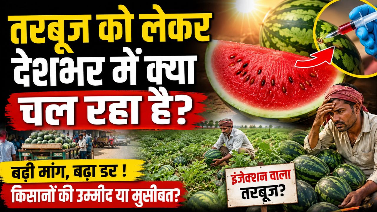 देशभर में भीषण गर्मी के बाद बढ़ी तरबूज की मांग, दाम भी बढ़े लेकिन सोशल मीडिया से बाजार में डर
